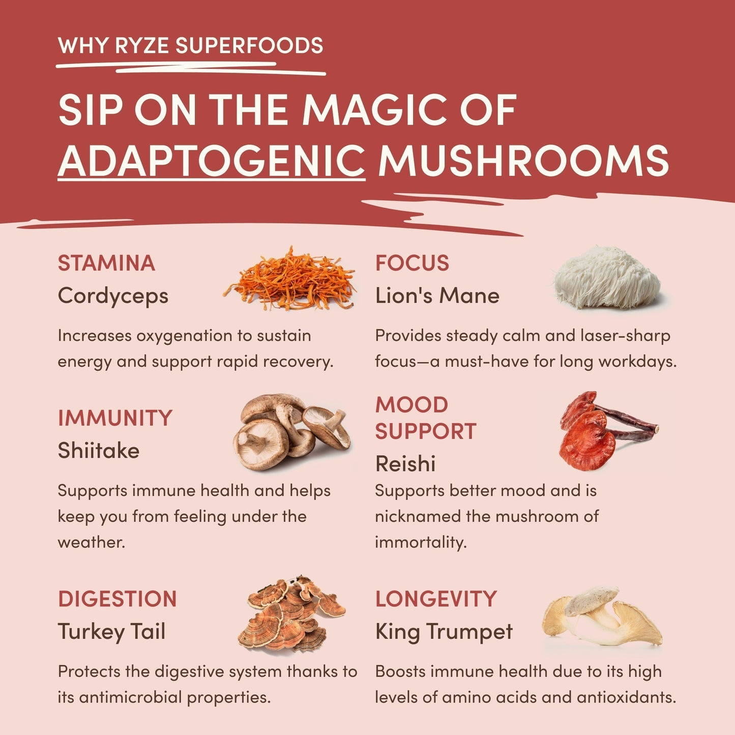 Mushroom Chai lc s9