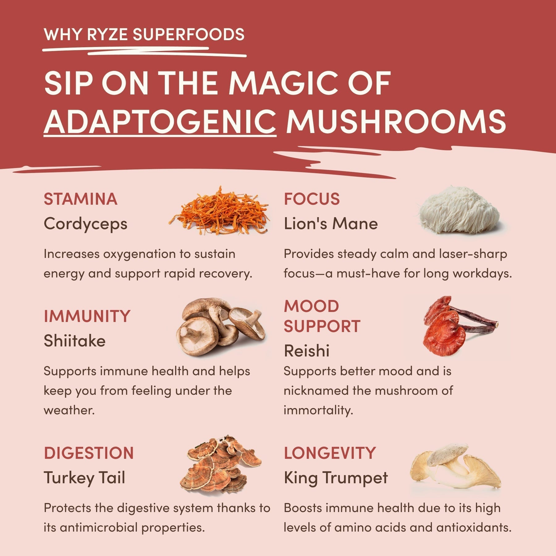 Mushroom Chai lc s9