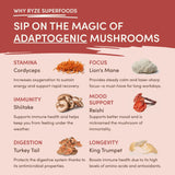 Mushroom Chai lj ku